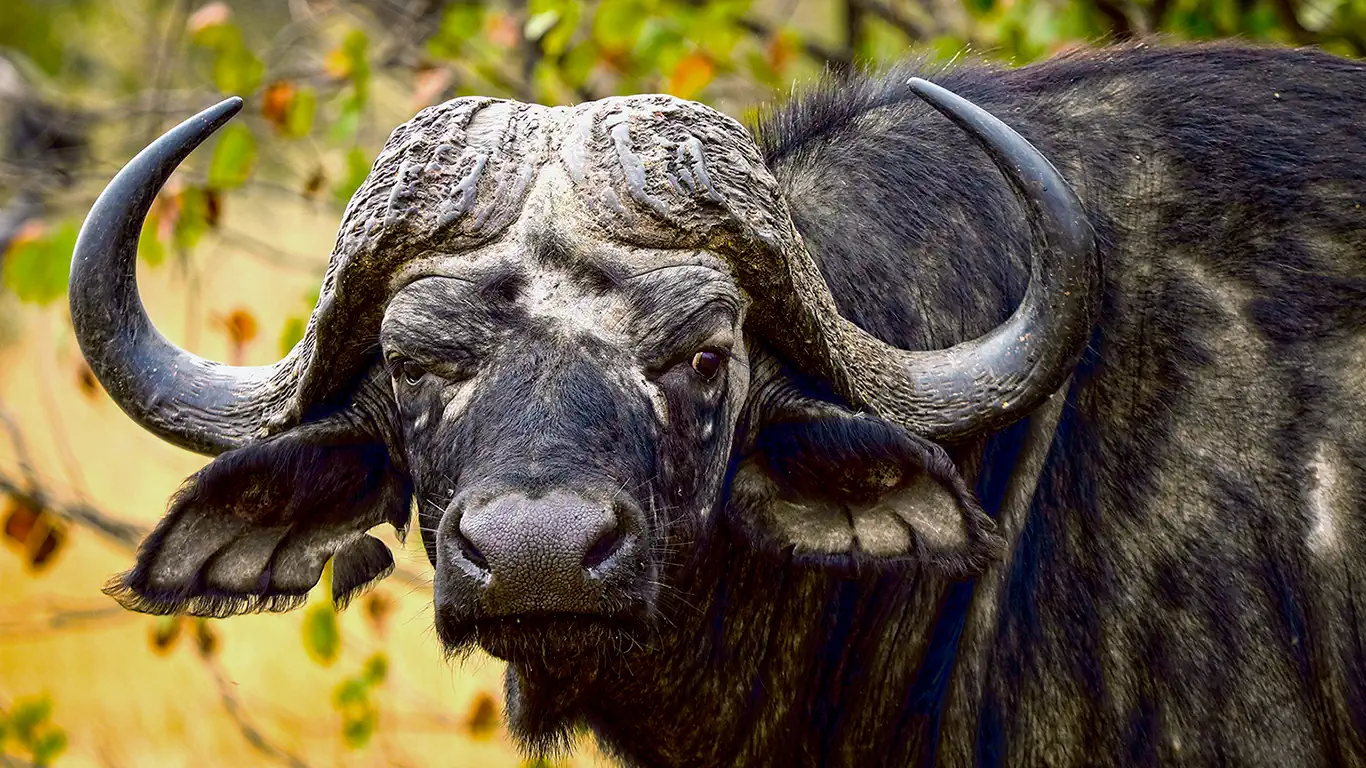 The buffalo wallpaper 1920x1080 4K PC HD