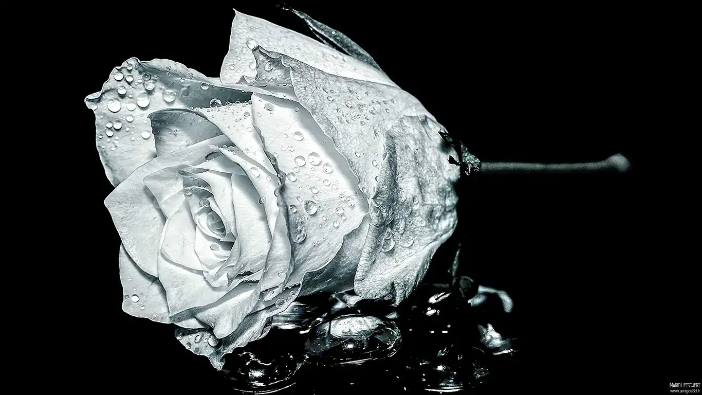Therose wallpaper HD pour PC
