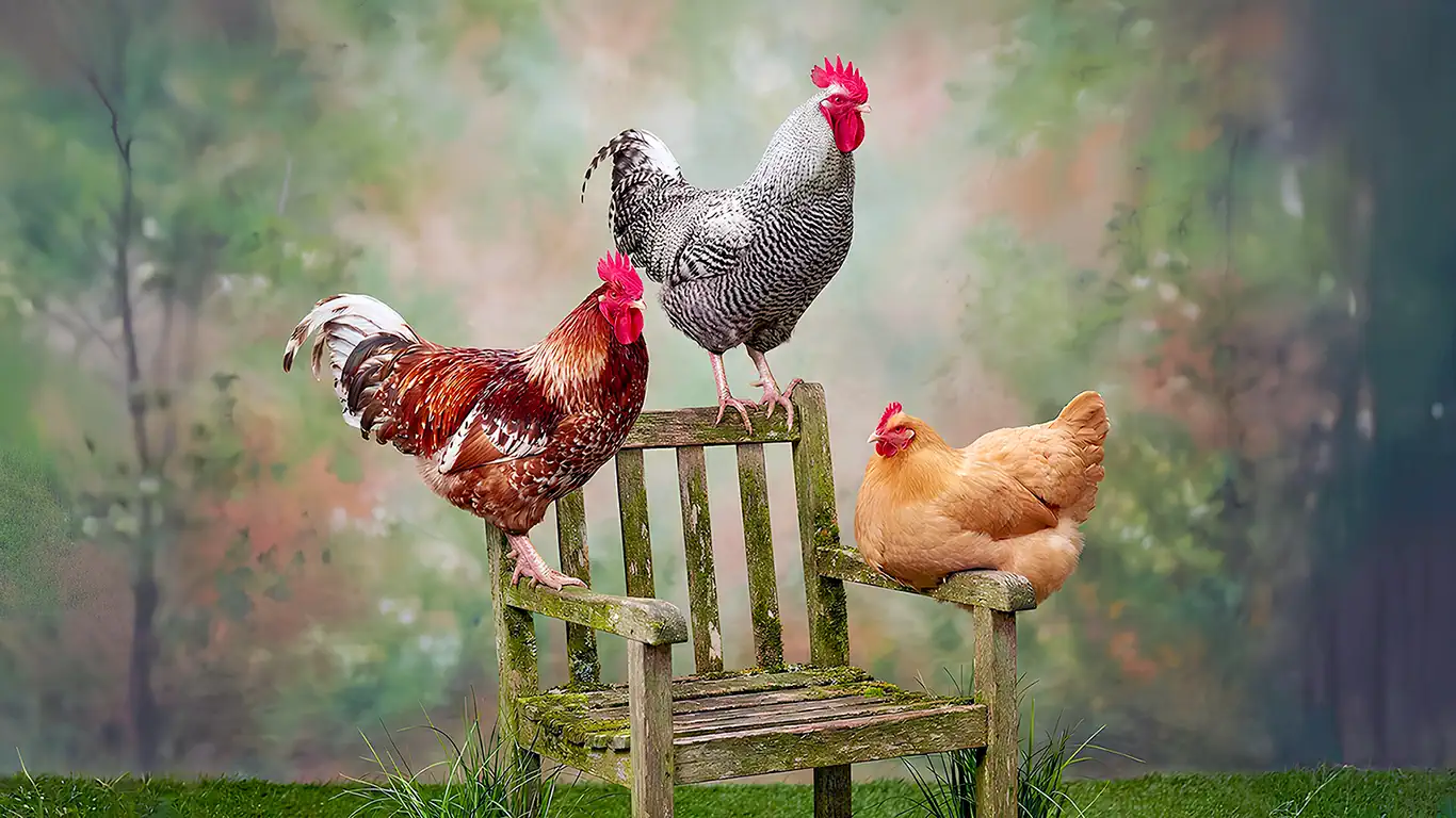 three chickens
