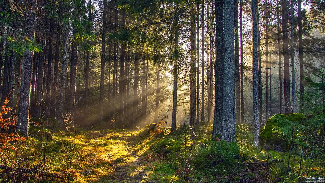 Trees