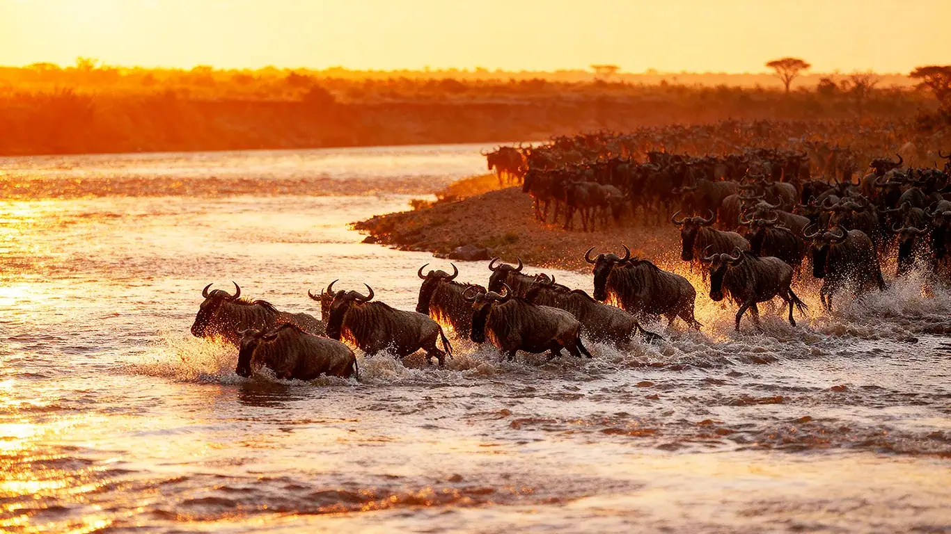 Wildebeest
