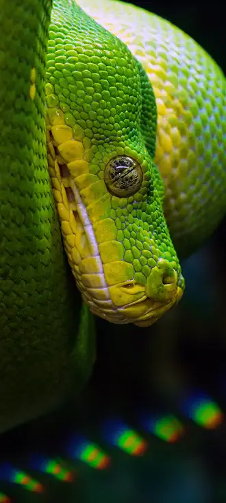 Green tree python wallpaper mobile, fond écran smartphone HD