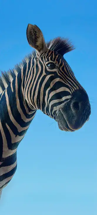 Zebra ska wallpaper mobile, fond écran smartphone HD