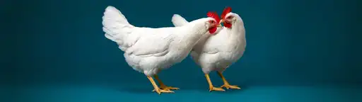 Deux poules