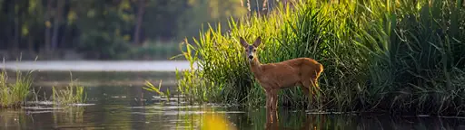 Drinking small deer - Wallpaper ultrawide 3440x1440 5120x1440 7680x2160 4K 8K fond d'écran panoramique 21:9 32:9 pour PC gaming téléchargement gratuit haute qualité Amigos3D