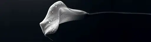 Fleur blanche - Wallpaper ultrawide 3440x1440 5120x1440 7680x2160 4K 8K fond d'écran panoramique 21:9 32:9 pour PC gaming téléchargement gratuit haute qualité Amigos3D