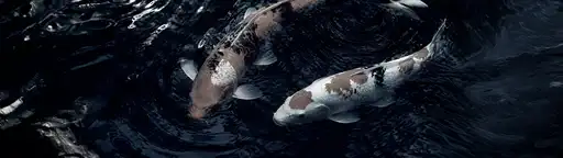 Les carpes wallpaper ultrawide 3440x1440 4K 8K fond écran ultra wide