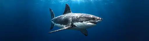 White shark - Wallpaper ultrawide 3440x1440 5120x1440 7680x2160 4K 8K fond d'écran panoramique 21:9 32:9 pour PC gaming téléchargement gratuit haute qualité Amigos3D